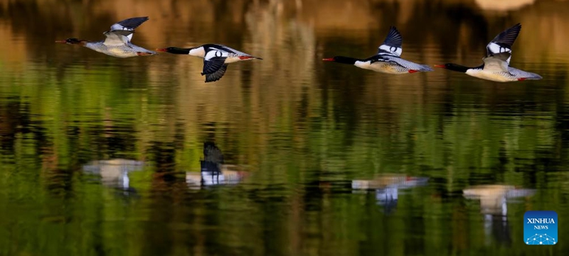 Chinese Mergansers fly over Dazhang River in Yongtai, southeast China's Fujian Province, Dec. 6, 2024. The Chinese merganser, nicknamed living fossils with wings, is sporadically distributed in China and under first-grade state protection. It is also listed as endangered on the International Union for Conservation of Nature's Red List of Threatened Species. Photo: Xinhua