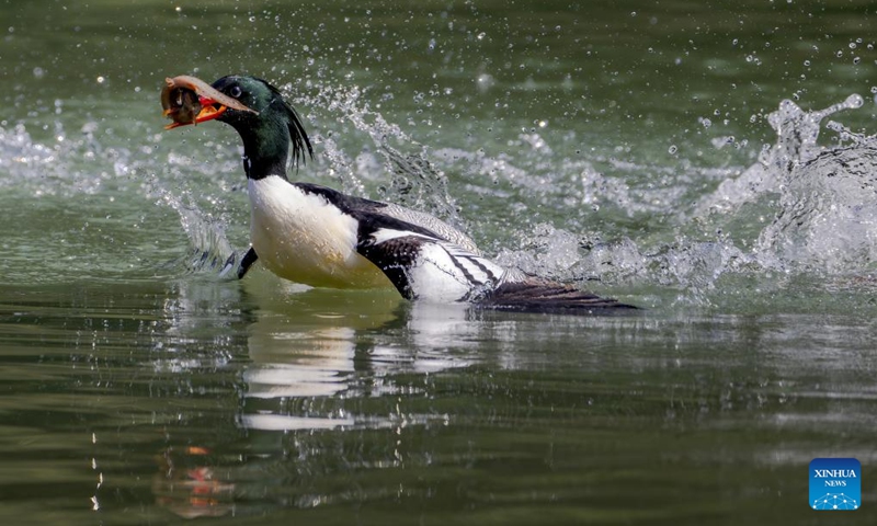 A Chinese Merganser forages on Dazhang River in Yongtai, southeast China's Fujian Province, Dec. 6, 2024. The Chinese merganser, nicknamed living fossils with wings, is sporadically distributed in China and under first-grade state protection. It is also listed as endangered on the International Union for Conservation of Nature's Red List of Threatened Species. Photo: Xinhua