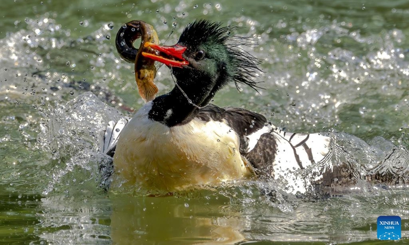 A Chinese Merganser forages on Dazhang River in Yongtai, southeast China's Fujian Province, Dec. 6, 2024. The Chinese merganser, nicknamed living fossils with wings, is sporadically distributed in China and under first-grade state protection. It is also listed as endangered on the International Union for Conservation of Nature's Red List of Threatened Species. Photo: Xinhua