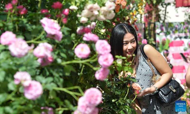 A woman poses for photos with roses at a rose exhibition at Paragon shopping mall in Bangkok, Thailand, Dec. 7, 2024. Photo: Xinhua