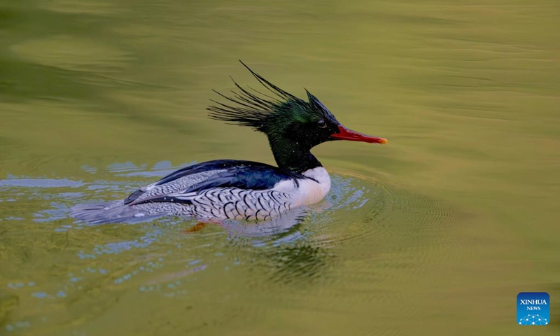 A Chinese Merganser is pictured on Dazhang River in Yongtai, southeast China's Fujian Province, Dec. 6, 2024. The Chinese merganser, nicknamed living fossils with wings, is sporadically distributed in China and under first-grade state protection. It is also listed as endangered on the International Union for Conservation of Nature's Red List of Threatened Species. Photo: Xinhua