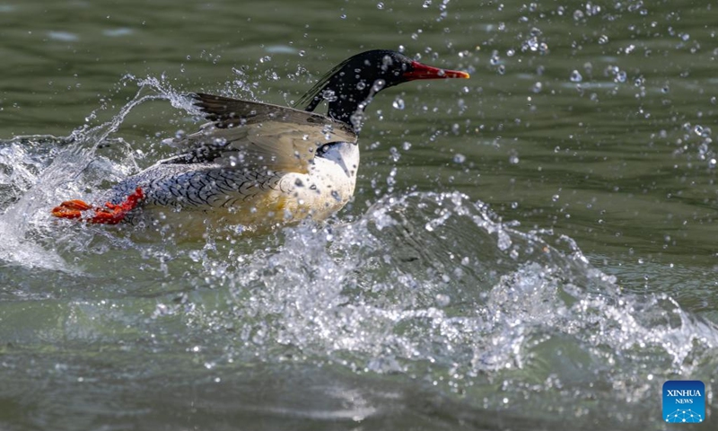 A Chinese Merganser is pictured on Dazhang River in Yongtai, southeast China's Fujian Province, Dec. 6, 2024. The Chinese merganser, nicknamed living fossils with wings, is sporadically distributed in China and under first-grade state protection. It is also listed as endangered on the International Union for Conservation of Nature's Red List of Threatened Species. Photo: Xinhua