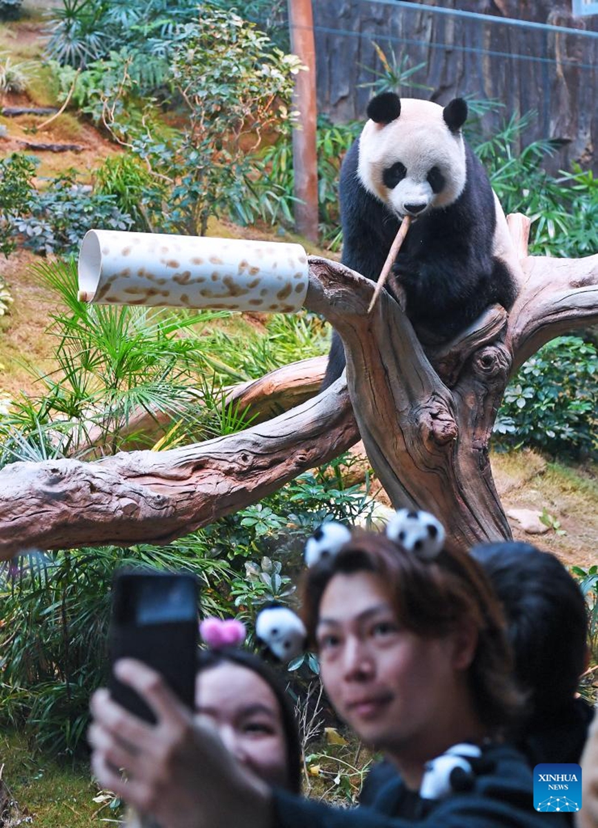 Visitors take selfies with a giant panda at Ocean Park Hong Kong in Hong Kong, south China, Dec. 8, 2024. Giant pandas An An and Ke Ke gifted by the central government to the Hong Kong Special Administrative Region (HKSAR) made their public debut at Ocean Park Hong Kong on Sunday. Photo: Xinhua