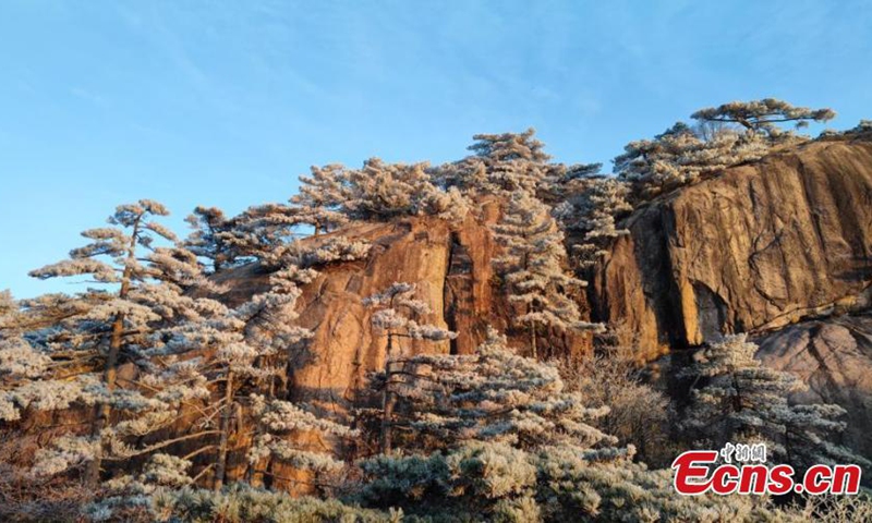 Landscape of rime-covered trees on the Huangshan Mountain scenic spot in east China's Anhui Province, Dec. 8, 2024. Photo: China News Service