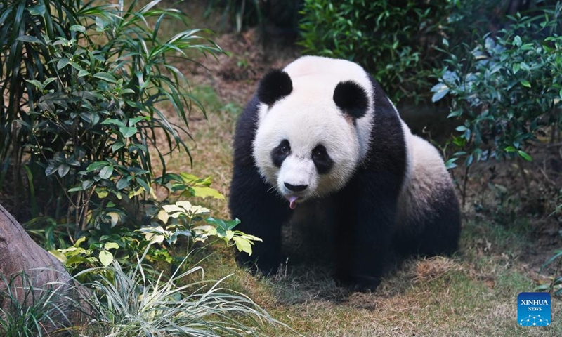 A giant panda is pictured at Ocean Park Hong Kong in Hong Kong, south China, Dec. 8, 2024. Giant pandas An An and Ke Ke gifted by the central government to the Hong Kong Special Administrative Region (HKSAR) made their public debut at Ocean Park Hong Kong on Sunday. Photo: Xinhua