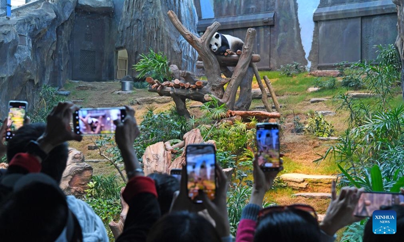 Visitors take pictures of a giant panda at Ocean Park Hong Kong in Hong Kong, south China, Dec. 8, 2024. Giant pandas An An and Ke Ke gifted by the central government to the Hong Kong Special Administrative Region (HKSAR) made their public debut at Ocean Park Hong Kong on Sunday. Photo: Xinhua