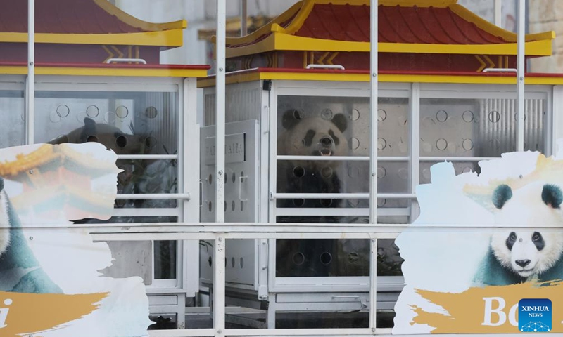 Giant pandas Bao Di (R), and Bao Mei sit in specially designed enclosures at Pairi Daiza zoo in Brugelette, Belgium, Dec. 10, 2024. (Photo: Xinhua)