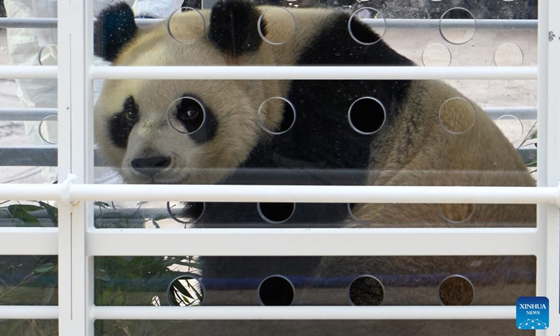 Giant panda Bao Mei sits in a specially designed enclosure at Pairi Daiza zoo in Brugelette, Belgium, Dec. 10, 2024. (Photo: Xinhua)