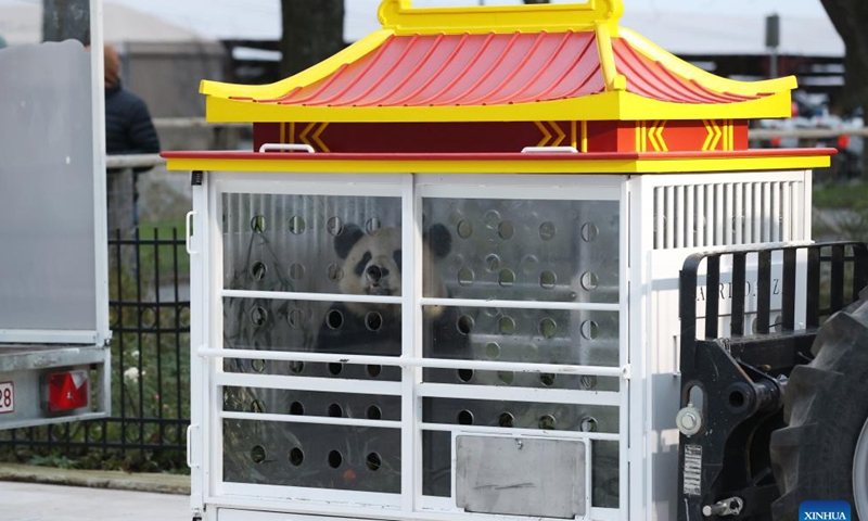 Giant panda Tian Bao sits in a specially designed enclosure at Pairi Daiza zoo in Brugelette, Belgium, Dec. 10, 2024. (Photo: Xinhua)