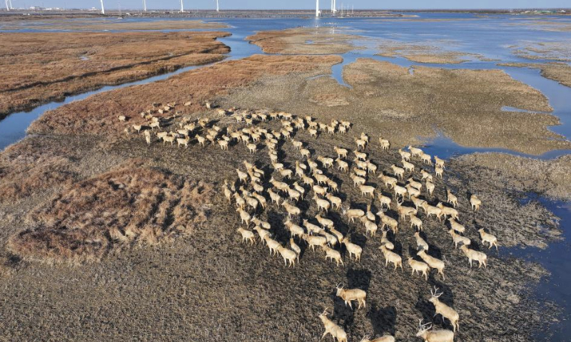 An aerial drone photo taken on Dec. 21, 2024 shows elks on the Yellow Sea mudflats in Dafeng District of Yancheng City, east China's Jiangsu Province. The population of elks here has maintained a stable growth over years as the ecological environment in Dafeng District continues to improve. (Xinhua/Ji Chunpeng)