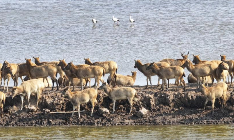 An aerial drone photo taken on Dec. 21, 2024 shows elks and oriental white storks on the Yellow Sea mudflats in Dafeng District of Yancheng City, east China's Jiangsu Province. The population of elks here has maintained a stable growth over years as the ecological environment in Dafeng District continues to improve. (Xinhua/Ji Chunpeng)