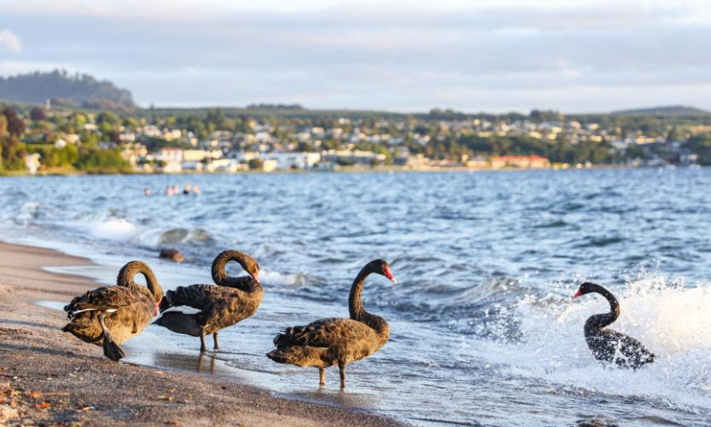 This photo taken on Dec. 13, 2024 shows a view of Lake Taupo in Taupo, New Zealand. (Xinhua/Long Lei)