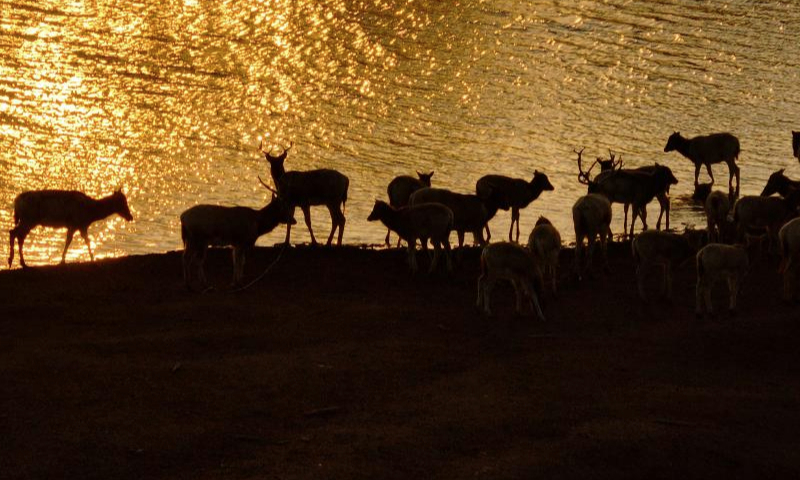 An aerial drone photo taken on Dec. 21, 2024 shows elks in Dafeng District of Yancheng City, east China's Jiangsu Province. The population of elks here has maintained a stable growth over years as the ecological environment in Dafeng District continues to improve. (Xinhua/Ji Chunpeng)