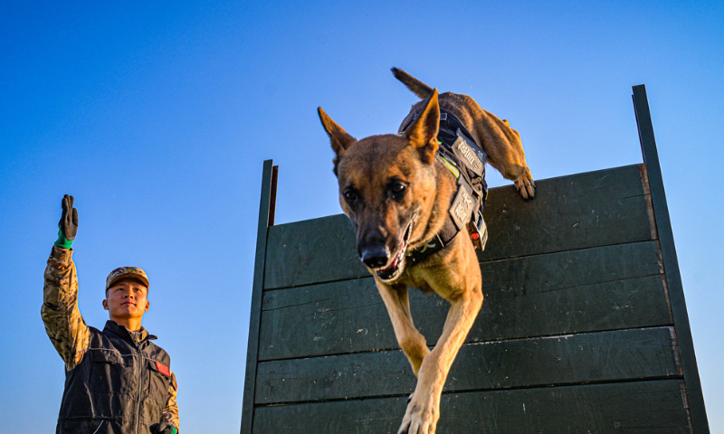 A military dog assigned to the Chinese People's Armed Police Force (PAP) Tianjin Corps jumps over an obstacle during a multi-subject training exercise on December 9, 2024. (eng.chinamil.com.cn/Photo by Gong Xu)