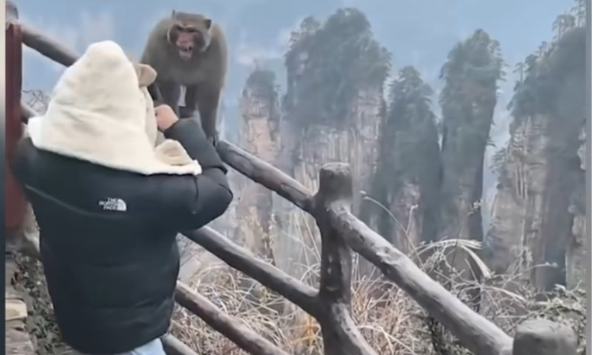 a tourist and a wild macaque attacked each other in Zhangjiajie National Forest Park, with no injuries on December 12, 2024. Photo: Screenshot from Sina Weibo