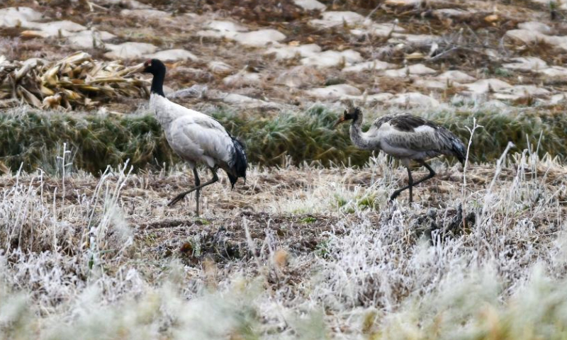 Black-necked cranes forage at the National Nature Reserve of Black-necked Cranes in Huize County of Qujing City, southwest China's Yunnan Province, Dec. 14, 2024. A large number of migratory birds, including more than 1,000 black-necked cranes, flied to the reserve for wintering. (Xinhua/Wang Jingyi)