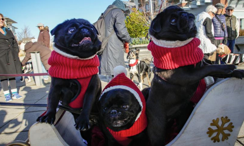 Dogs dressed in festive outfits are pictured during the annual Holiday Dog Parade in Richmond, British Columbia, Canada, Dec. 15, 2024. (Photo by Liang Sen/Xinhua)