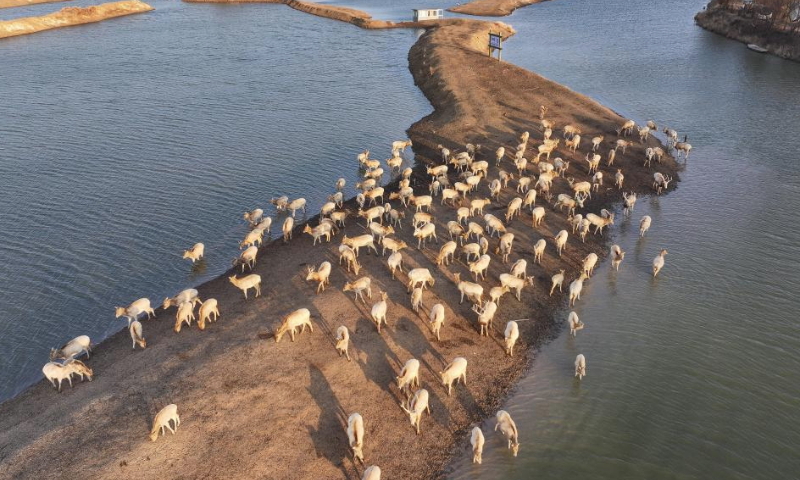 An aerial drone photo taken on Dec. 21, 2024 shows elks in Dafeng District of Yancheng City, east China's Jiangsu Province. The population of elks here has maintained a stable growth over years as the ecological environment in Dafeng District continues to improve. (Xinhua/Ji Chunpeng)