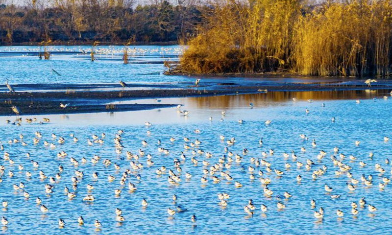 An aerial drone photo taken on Dec. 16, 2024 shows migrant birds at the Lixiahe National Wetland Park in Xinghua City, east China's Jiangsu Province. (Photo by Gu Xiangzhong/Xinhua)