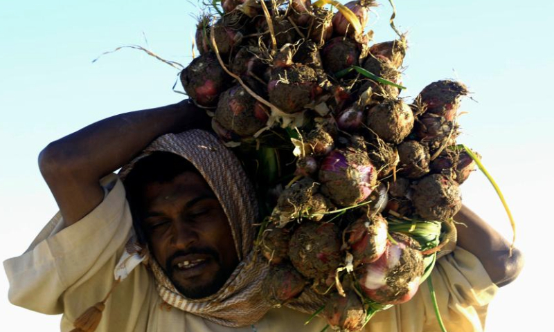 A Sudanese farmer carries harvested onions at a farm in Dongola city in Sudan's Northern State, Dec. 15, 2024. (Photo by Magdi Abdalla/Xinhua)