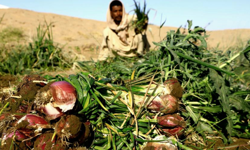 A Sudanese farmer harvests onions at a farm in Dongola city in Sudan's Northern State, Dec. 15, 2024. (Photo by Magdi Abdalla/Xinhua)