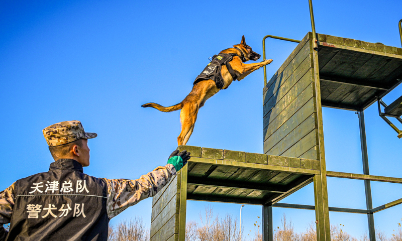 A military dog assigned to the Chinese People's Armed Police Force (PAP) Tianjin Corps jumps up an obstacle during a multi-subject training exercise on December 9, 2024. (eng.chinamil.com.cn/Photo by Gong Xu)