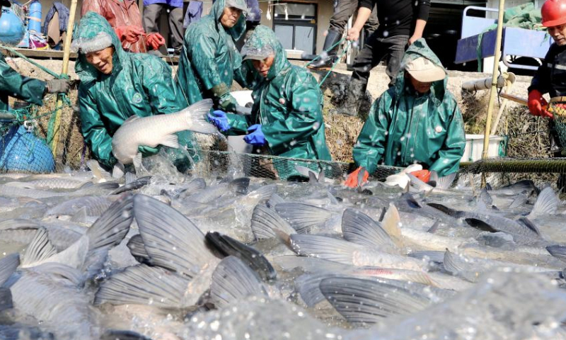 Villagers catch fish with a seine net in Dongheng Village of Luoshe Town, Deqing County, Huzhou City, east China's Zhejiang Province, Dec. 17, 2024. Villagers here are taking advantage of the ongoing winter fishing season to supply the market with fresh fish harvests. (Photo by Xie Shangguo/Xinhua)