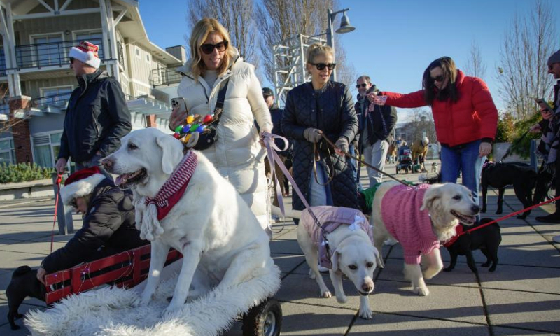 Dogs and their owners take part in the annual Holiday Dog Parade in Richmond, British Columbia, Canada, Dec. 15, 2024. (Photo by Liang Sen/Xinhua)