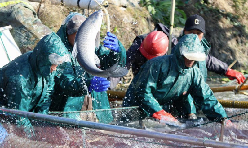 Villagers catch fish with a seine net in Dongheng Village of Luoshe Town, Deqing County, Huzhou City, east China's Zhejiang Province, Dec. 17, 2024. Villagers here are taking advantage of the ongoing winter fishing season to supply the market with fresh fish harvests. (Photo by Cai Jun/Xinhua)