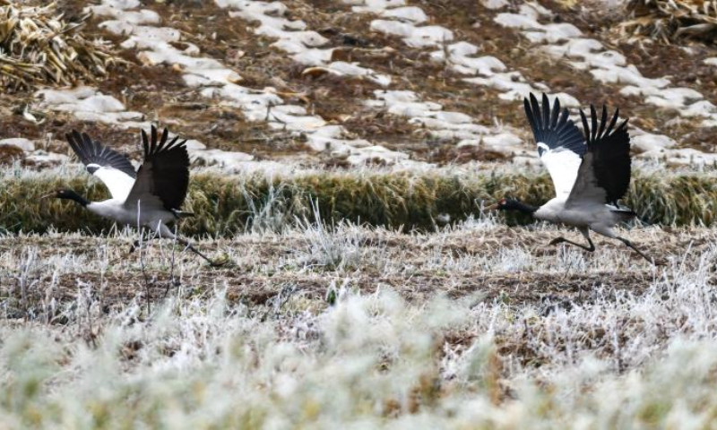 Black-necked cranes are pictured at the National Nature Reserve of Black-necked Cranes in Huize County of Qujing City, southwest China's Yunnan Province, Dec. 14, 2024. A large number of migratory birds, including more than 1,000 black-necked cranes, flied to the reserve for wintering. (Xinhua/Wang Jingyi)