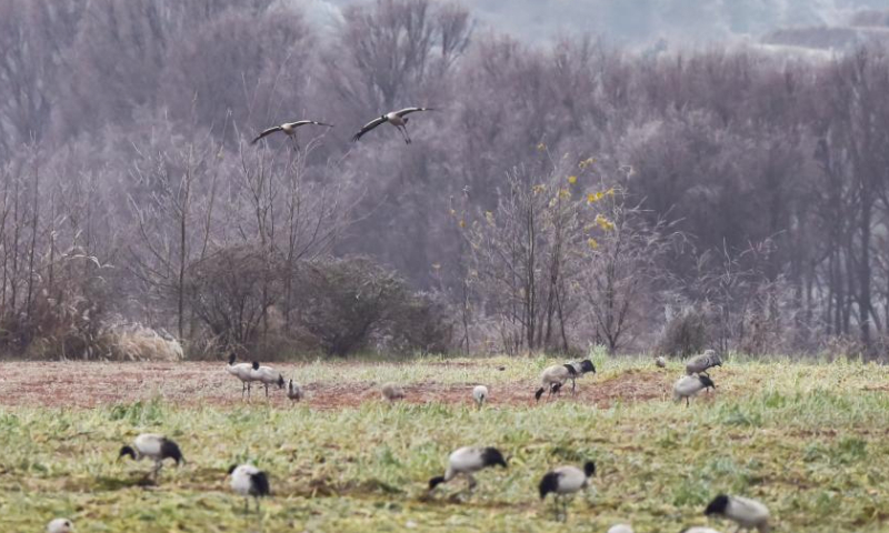 A flock of cranes forage at the National Nature Reserve of Black-necked Cranes in Huize County of Qujing City, southwest China's Yunnan Province, Dec. 14, 2024. A large number of migratory birds, including more than 1,000 black-necked cranes, flied to the reserve for wintering. (Xinhua/Wang Jingyi)