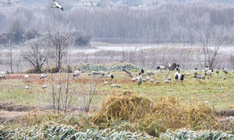 A flock of cranes forage at the National Nature Reserve of Black-necked Cranes in Huize County of Qujing City, southwest China's Yunnan Province, Dec. 14, 2024. A large number of migratory birds, including more than 1,000 black-necked cranes, flied to the reserve for wintering. (Xinhua/Wang Jingyi)