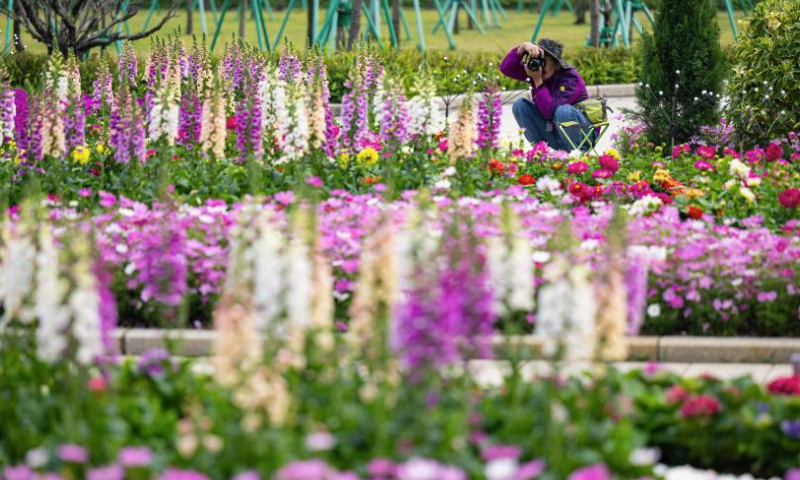 A visitor takes photos at a flower show on Taipa Island in Macao, south China, Dec. 14, 2024. A flower show celebrating the 25th anniversary of Macao's return to the motherland kicked off here on Saturday, and will run until Jan. 5, 2025. (Xinhua/Cheong Kam Ka)