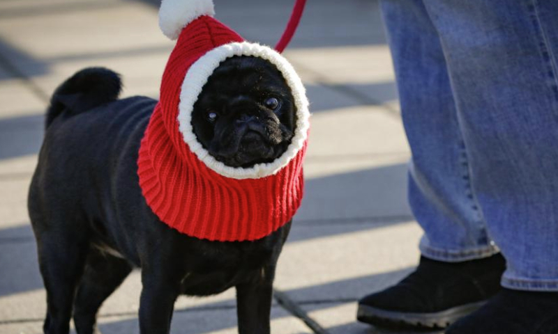 A dog dressed in a festive outfit is pictured during the annual Holiday Dog Parade in Richmond, British Columbia, Canada, Dec. 15, 2024. (Photo by Liang Sen/Xinhua)