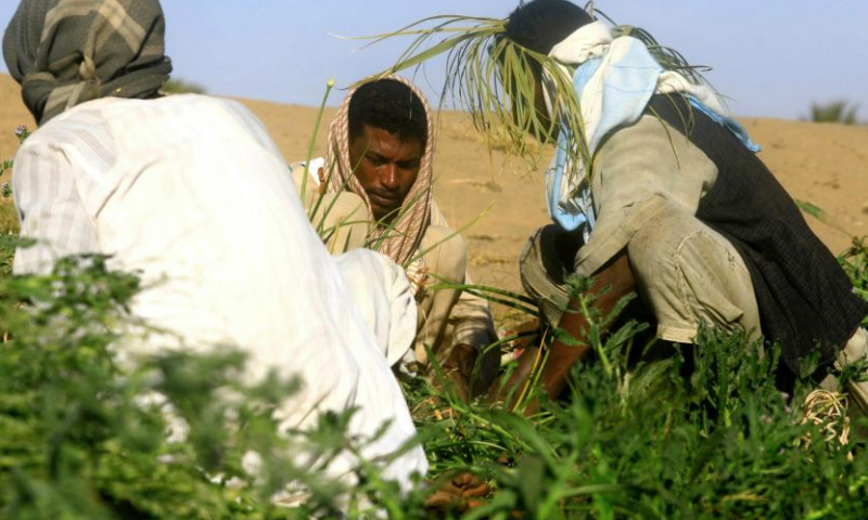 Sudanese farmers harvest onions at a farm in Dongola city in Sudan's Northern State, Dec. 15, 2024. (Photo by Magdi Abdalla/Xinhua)