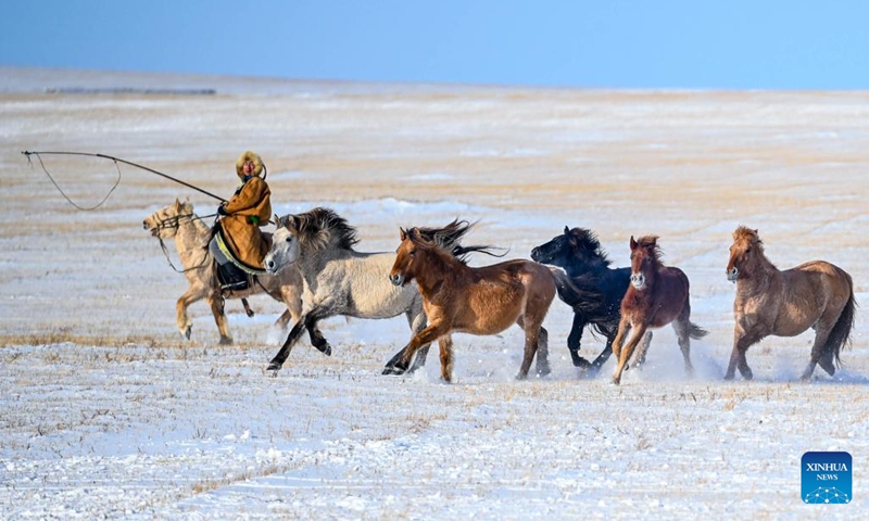 A herdsman tames horses on snow-covered grassland in East Ujimqin Banner of Xilingol League, north China's Inner Mongolia Autonomous Region, Dec. 12, 2024. (Xinhua/Peng Yuan)