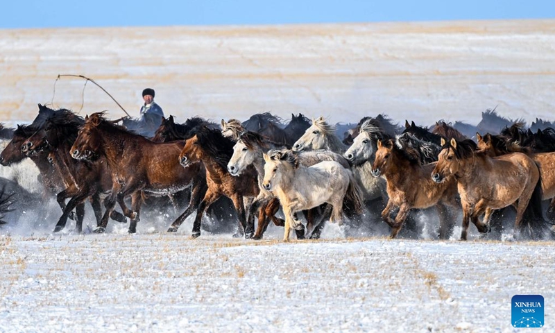 A herdsman tames horses on snow-covered grassland in East Ujimqin Banner of Xilingol League, north China's Inner Mongolia Autonomous Region, Dec. 12, 2024. (Xinhua/Peng Yuan)