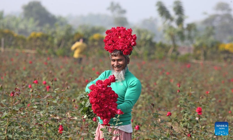 A gardener picks roses in Dhaka, Bangladesh, Dec. 12, 2024. In Savar on the outskirts of Dhaka, millions of roses are in full blossom, attracting city dwellers to flee to the natural splendor. (Xinhua)