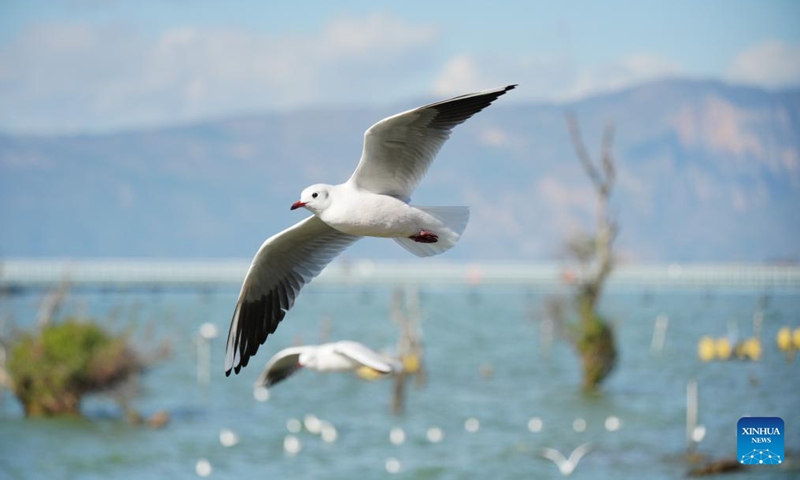 Black-headed gulls are pictured at the Wangguan wetland park by the Dianchi Lake in Kunming, southwest China's Yunnan Province, Dec. 9, 2024.(Xinhua/Gao Yongwei)