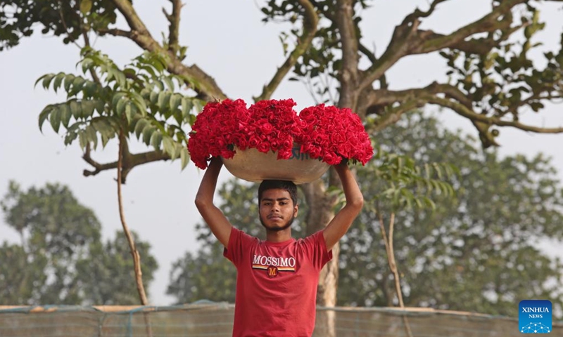 A gardener carries roses in Dhaka, Bangladesh, Dec. 12, 2024. In Savar on the outskirts of Dhaka, millions of roses are in full blossom, attracting city dwellers to flee to the natural splendor. (Xinhua)