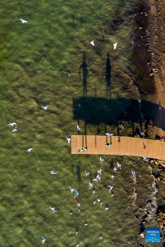 An aerial drone photo taken on Dec. 11, 2024 shows Zhang Liyun (L) and a fellow volunteer feeding black-headed gulls at the Wangguan wetland park by the Dianchi Lake in Kunming, southwest China's Yunnan Province.(Photo by Peng Yikai/Xinhua)