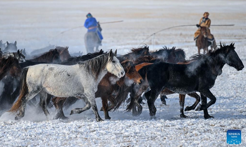 Herdsmen tame horses on a snow-covered grassland in East Ujimqin Banner of Xilingol League, north China's Inner Mongolia Autonomous Region, Dec. 12, 2024. (Xinhua/Peng Yuan)