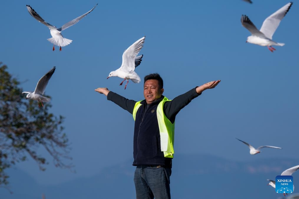 Zhang Liyun feeds black-headed gulls at the Wangguan wetland park by the Dianchi Lake in Kunming, southwest China's Yunnan Province, Dec. 11, 2024.(Photo by Peng Yikai/Xinhua)