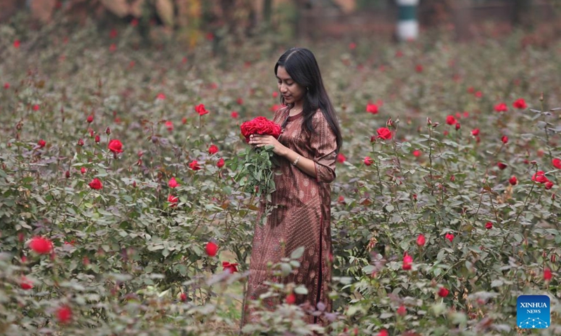 A woman enjoys herself at a rose garden in Dhaka, Bangladesh, Dec. 12, 2024. In Savar on the outskirts of Dhaka, millions of roses are in full blossom, attracting city dwellers to flee to the natural splendor. (Xinhua)