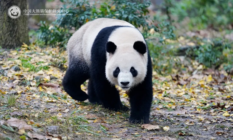 Giant panda Xingqiu Photo: China Conservation and Research Center for the Giant Panda