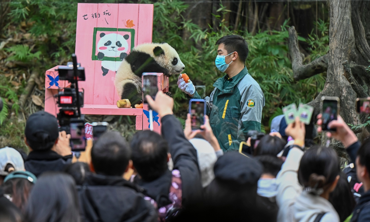 A zookeeper feeds the panda cub Meizhu a carrot as tourists take photos on December 18, 2024 in Guangzhou, South China's Guangdong Province. Meizhu, a female cub, was born on June 18, 2024 at the province's Chimelong Safari Park to Mengmeng, the eldest of the world's only panda triplets. Photo: IC