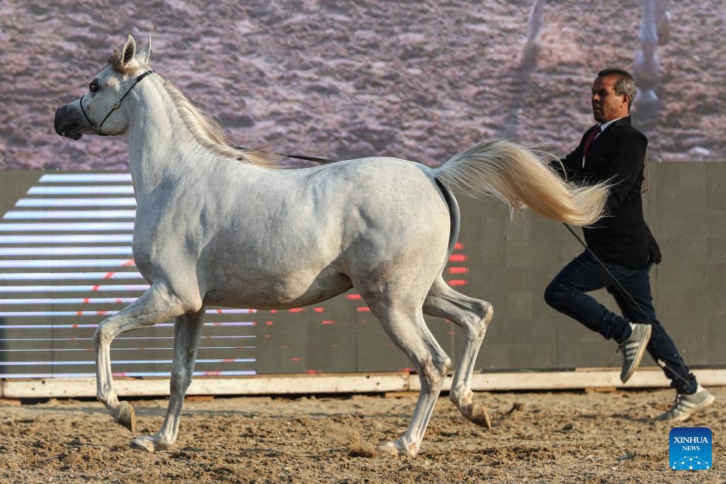 A breeder leads a horse during an Arabian horse beauty contest in Cairo, Egypt, on Dec. 19, 2024. The Egyptian Pride, a three-day horse beauty contest, started on Thursday with the participation of about 200 Arabian horses. (Xinhua/Ahmed Gomaa)