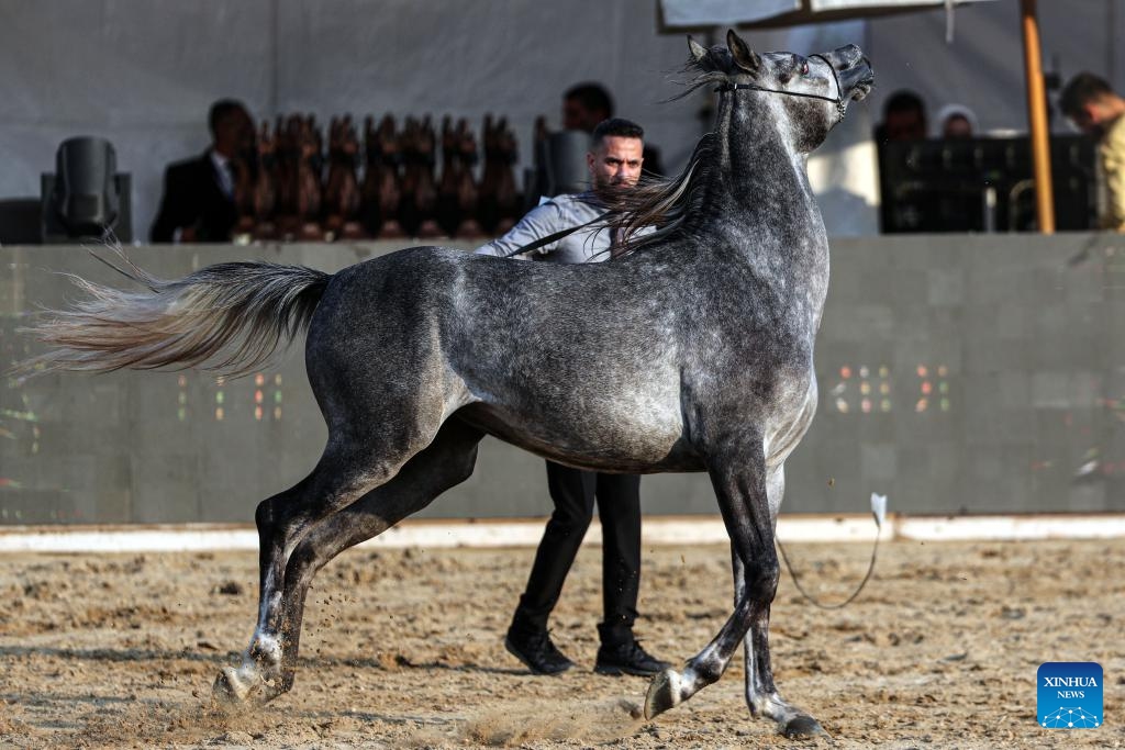 A breeder leads a horse during an Arabian horse beauty contest in Cairo, Egypt, on Dec. 19, 2024. The Egyptian Pride, a three-day horse beauty contest, started on Thursday with the participation of about 200 Arabian horses. (Xinhua/Ahmed Gomaa)