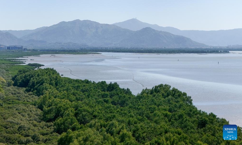 An aerial drone photo taken on Nov. 29, 2024 shows Futian mangrove wetland in Shenzhen City of Guangdong Province and Mai Po mangrove wetland in Hong Kong, south China.(Xinhua/Liang Xu)