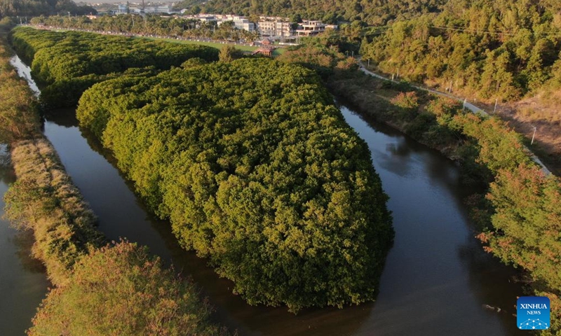 An aerial drone photo shows mangrove forests in Taishan City, south China's Guangdong Province, Dec. 18, 2024.(Xinhua/Deng Hua)